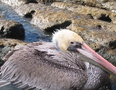 Creation of Bird: Step 4